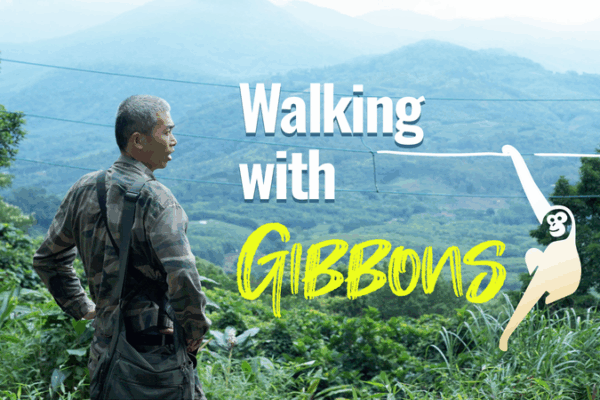 Caminando_con_gibones__El_triunfo_de_la_naturaleza_en_Hainan video poster