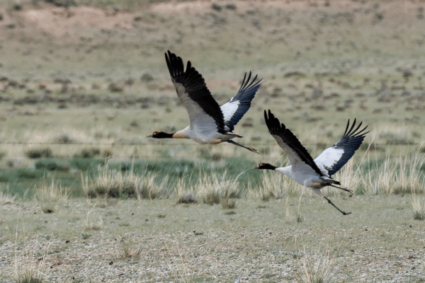 El regreso de las grullas de cuello negro: un nuevo capítulo en la conservación de Qinghai