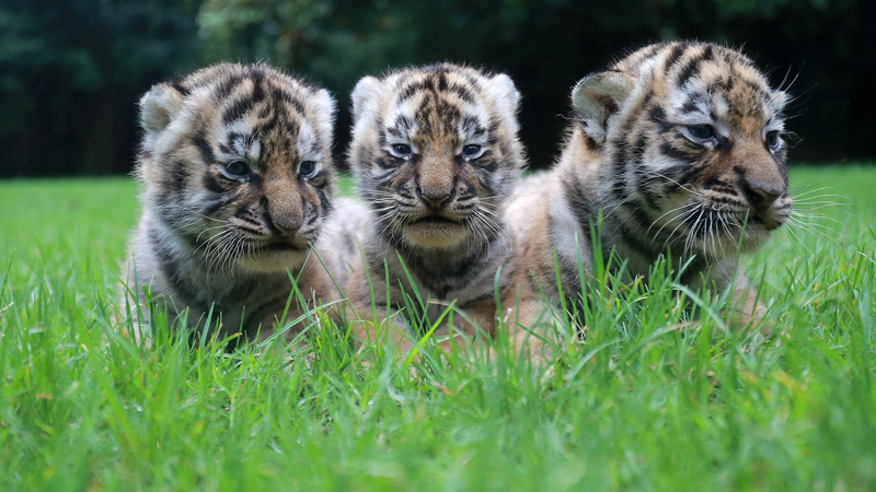 Uniéndonos por los Tigres: Iniciativa Global de Conservación