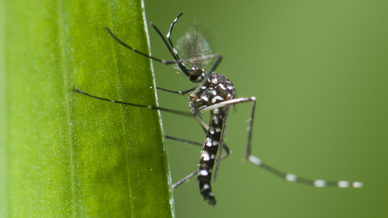 Brote de Chikungunya en Foshan: ¡Mantente a salvo de las picaduras de mosquitos!