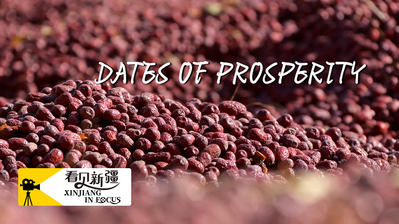 Cosecha Dulce: Los Dátiles de Ruoqiang Traen Prosperidad en Xinjiang video poster