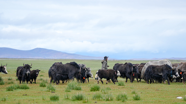 Poder del Altiplano: Las Industrias de Xizang Prosperan y Dinamizan la Economía Local