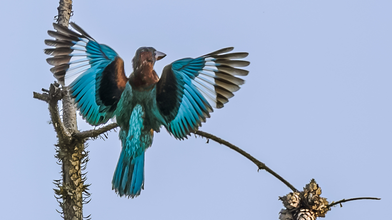Nanchang recibe a aves raras en un refrescante verano Nanchang_recibe_a_aves_raras_en_un_refrescante_verano