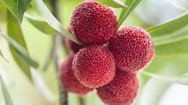 El dulce-ácido yangmei de Guizhou: un manjar de verano
