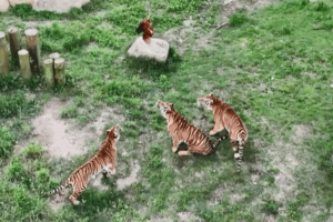 Cachorros de tigre prosperan en el jardín infantil salvaje de Fujian video poster