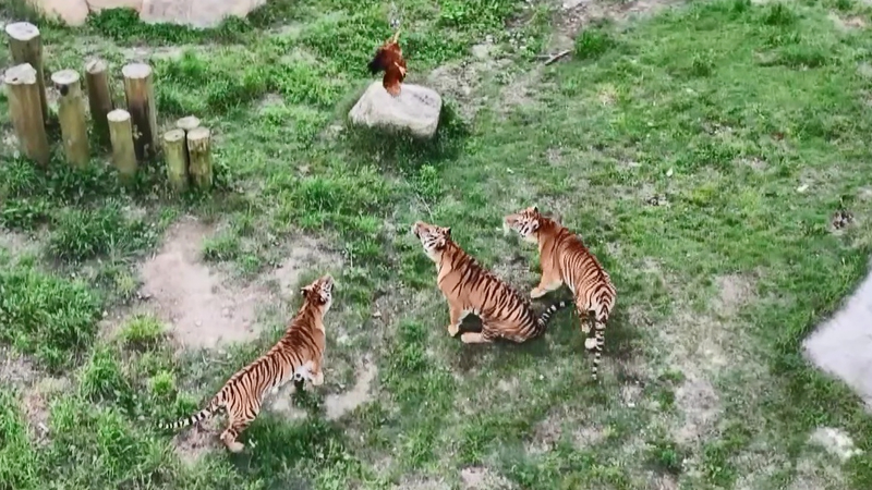 Cachorros de tigre prosperan en el jardín infantil salvaje de Fujian video poster