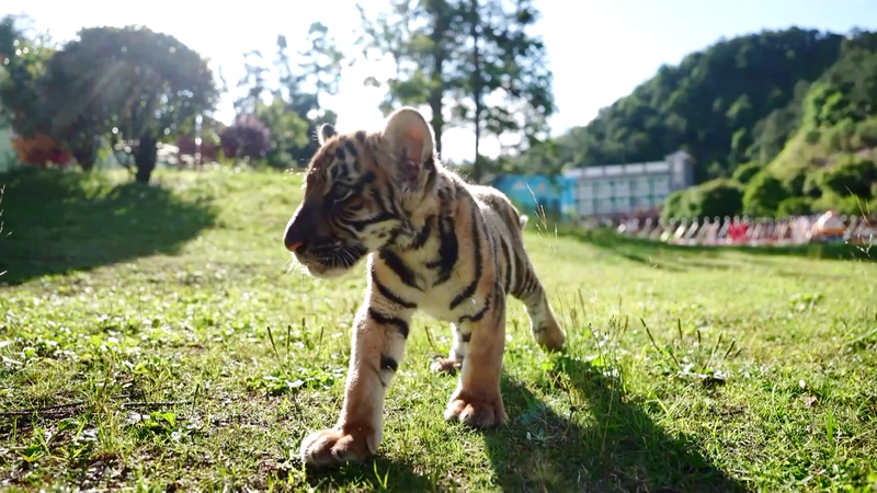 El tigre en peligro de extinción ruge al estrellato video poster