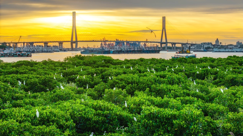 Crecimiento Verde de Hainan: Expansión de Manglares para 2025