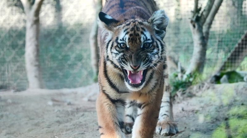 La nueva base de China para la reintroducción del tigre genera esperanza video poster