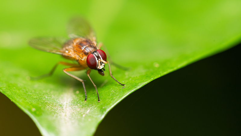 Revolucionario_Atlas_3D_Revela_Secretos_de_la_Vida_de_la_Mosca_de_la_Fruta
