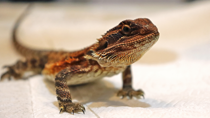 Lagartijas rápidas: ¡La velocidad conlleva riesgos en la naturaleza! Lagartijas rápidas: ¡La velocidad conlleva riesgos en la naturaleza!