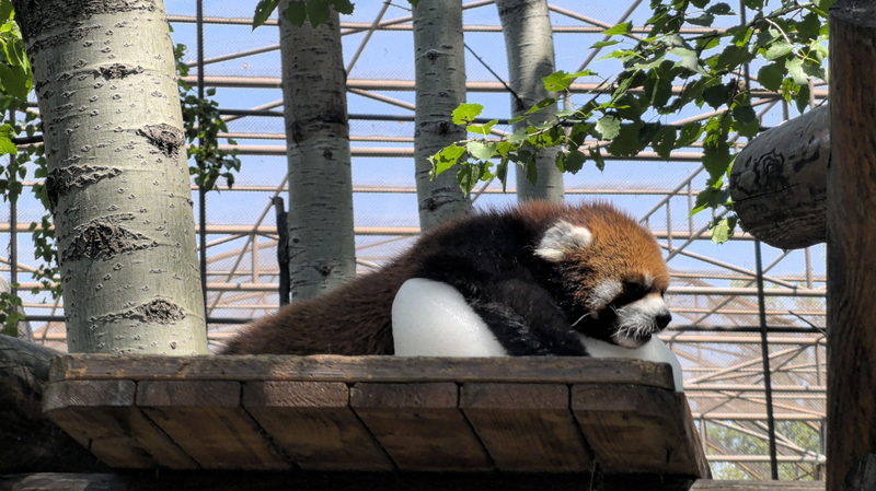 Vibras relajadas: ¡El panda rojo se refresca con un bloque de hielo en PekĂn! Vibras relajadas: ¡El panda rojo se refresca con un bloque de hielo en PekĂn!