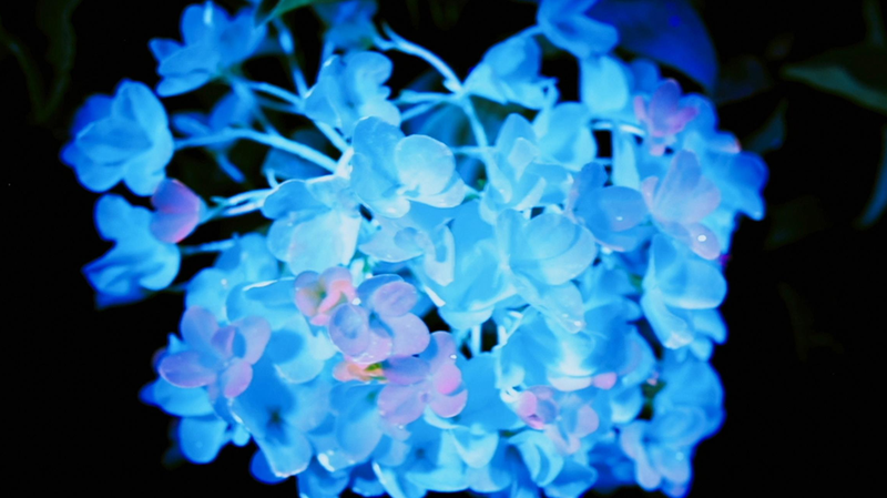 China en Flor: Un Viaje Vibrante a Través del Patrimonio Floral