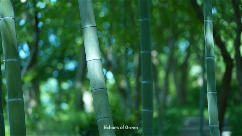 Ritmos de Bambú: Explora la Sinfonía Natural de Anji video poster