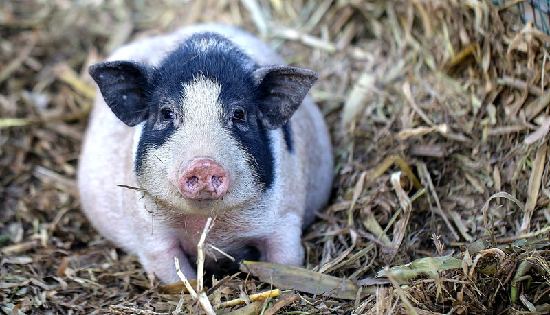 Avance: Primer pulmón de cerdo editado genéticamente trasplantado a un humano