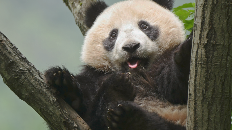 El Tercer Foro de Parques Nacionales en Sichuan Revela Innovaciones Ecológicas