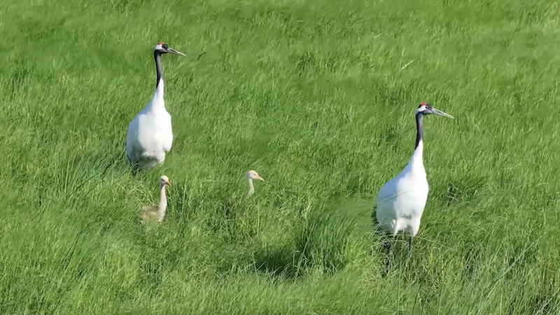 Los humedales de Heilongjiang dan la bienvenida a más de 250 especies de aves video poster
