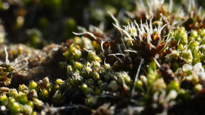 La costra biológica del suelo: los pequeños superhéroes del desierto