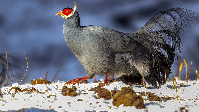 Nuevo Atlas Revela la Fauna Rara de las Montañas Qilian