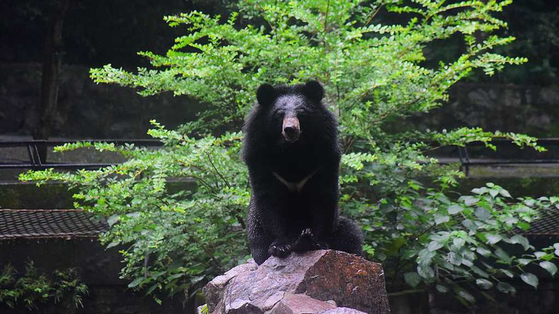 Celebrando el Día Internacional del Oso de la Luna: Protege a los Gigantes de Pecho Crescente de Asia