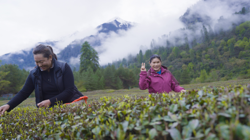 De la hoja al té de mantequilla: Dentro del jardín orgánico de gran altitud de Cao Aiping video poster