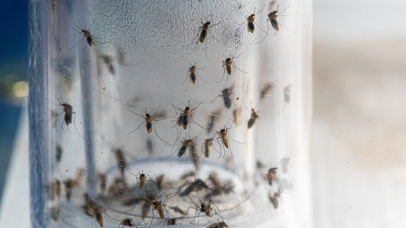 El_sistema_inteligente_de_mosquitos_de_equipo_chino_reduce_los_niveles_de_mosquitos_en_un_40_