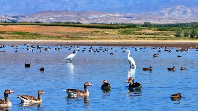 Parada de otoño: las aves migratorias prosperan en el embalse Aweitan en Xinjiang video poster