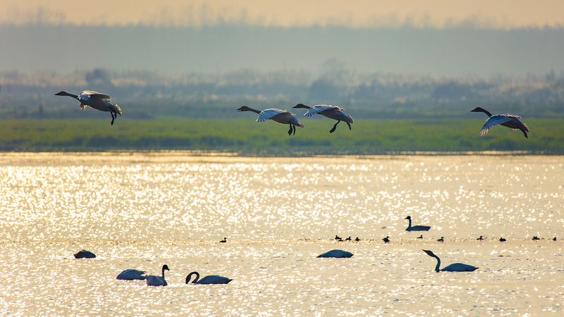 La conservación de aves despega en el islote Duogan en el lago Dongting