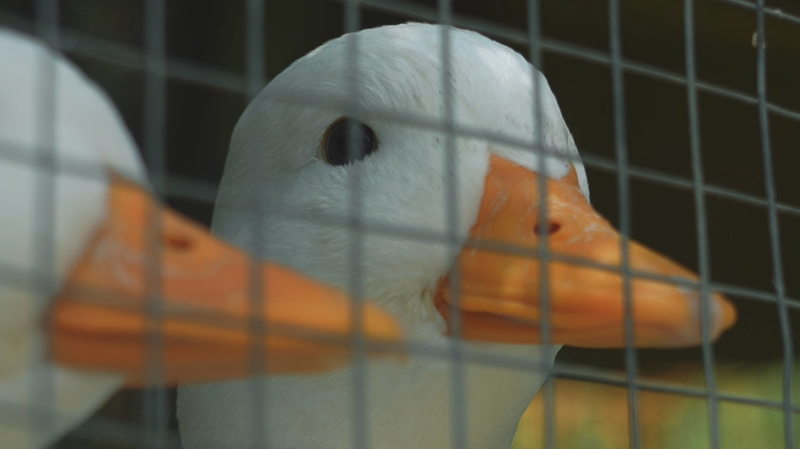 Jóvenes emprendedores reviven la vida montañesa en los bosques de bambú de Anji