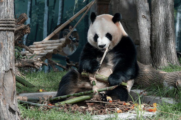 Conoce a Zhi Shi y Zhi Ma: ¡Los gemelos pandas gigantes debutan en Harbin!
