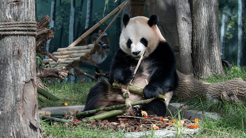 Conoce a Zhi Shi y Zhi Ma: ¡Los gemelos pandas gigantes debutan en Harbin!