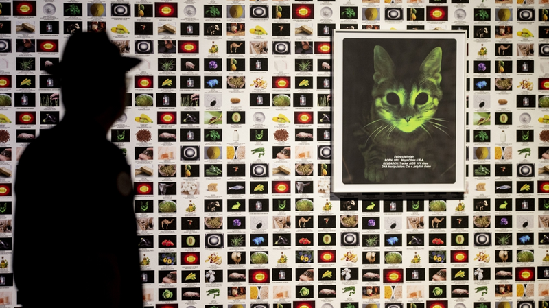 Nueva exhibición explora el vínculo humano-naturaleza en el Museo Tsinghua 🌿