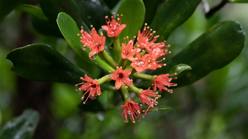 La restauración de manglares revitaliza la ecología y la economía en Hainan