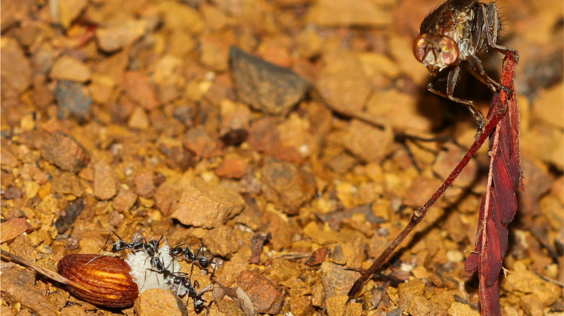 La gran ladrona de semillas: cómo una mosca revoluciona la botánica