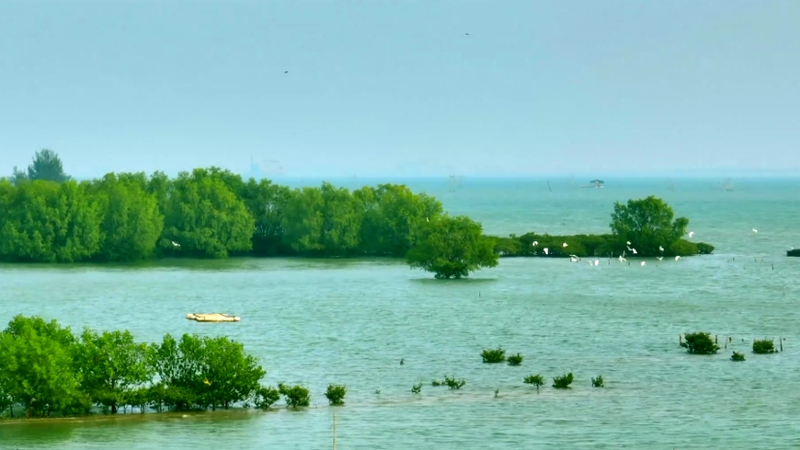 Guardianes de las mareas: Sinfonía de la vida en los manglares de Zhanjiang
