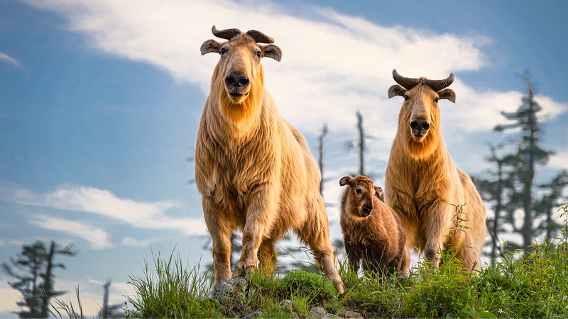 ‘Dos Montañas’: reviviendo la biodiversidad en China
