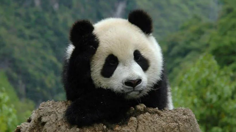 La China continental registra derechos de propiedad para 5 parques nacionales 🌿