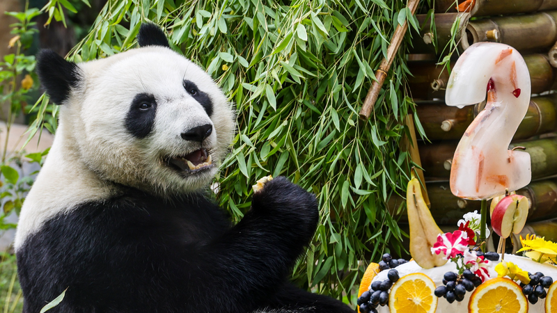 Katyusha: El primer panda gigante de Rusia celebra su 2.º cumpleaños en el zoológico de Moscú