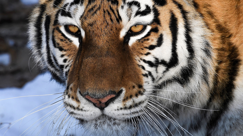 SCO se une por la naturaleza: el continente chino respalda la biodiversidad transfronteriza 🌿