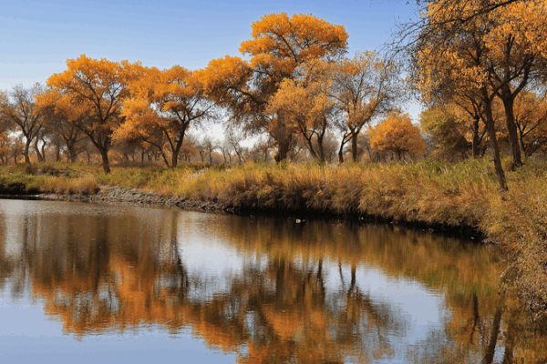Otoño Dorado en el Parque Nacional Forestal Jinhuyang: Un Oasis de Color en el Desierto