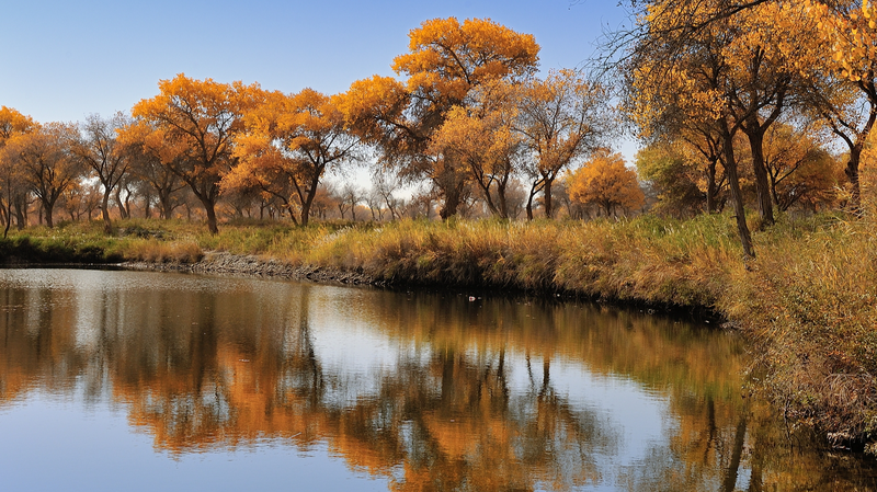 Otoño Dorado en el Parque Nacional Forestal Jinhuyang: Un Oasis de Color en el Desierto