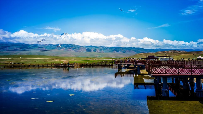 Explorando el Lago de los Cisnes de Bayanbulak: Un Paraíso de Cisnes en Xinjiang video poster