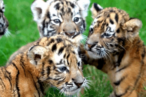 Cachorros de Tigre Siberiano y León Blanco debutan para el feriado del Día Nacional video poster