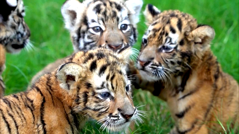 Cachorros de Tigre Siberiano y León Blanco debutan para el feriado del Día Nacional video poster