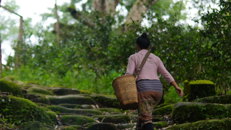 Descubre la Ruta del Té-Caballo en Jingmai