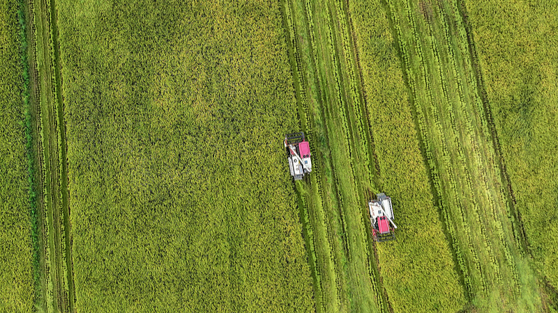 Temporada de White Dew: sinfonía dorada de la cosecha en Chengdu video poster