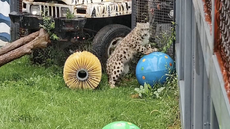 Valiente cachorro de leopardo de las nieves entra en la fase final de recuperación en Qinghai 🐆 video poster