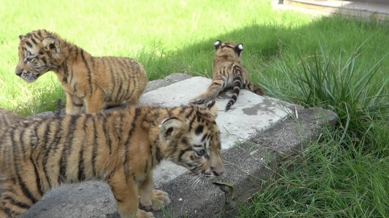 Cachorros de Tigre Siberiano y León Blanco debutan en el Zoológico de Henan video poster