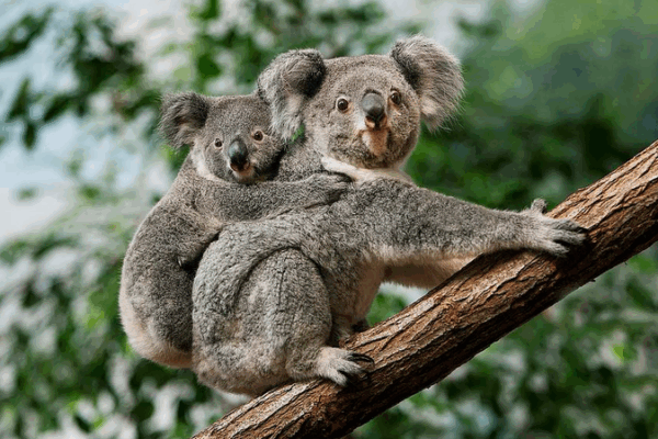 Australia_aprueba_la_primera_vacuna_contra_la_clamidia_para_los_koalas