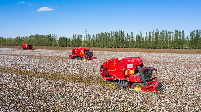 Xinjiang lidera la producción de algodón en China por 32º año